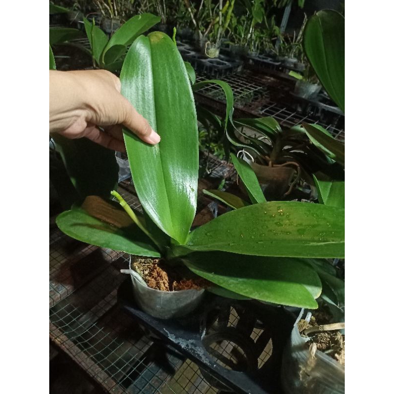 Anggrek bulan jumbo SPIKE