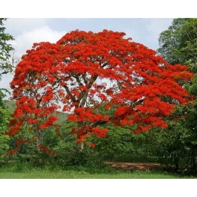 bibit tanaman flamboyan / bibit tanaman hias flamboyan. tanaman Delonix regia