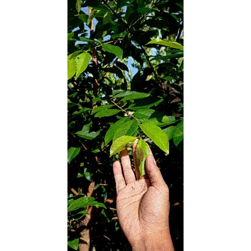 

daun salam bumbu dapur langsung petik