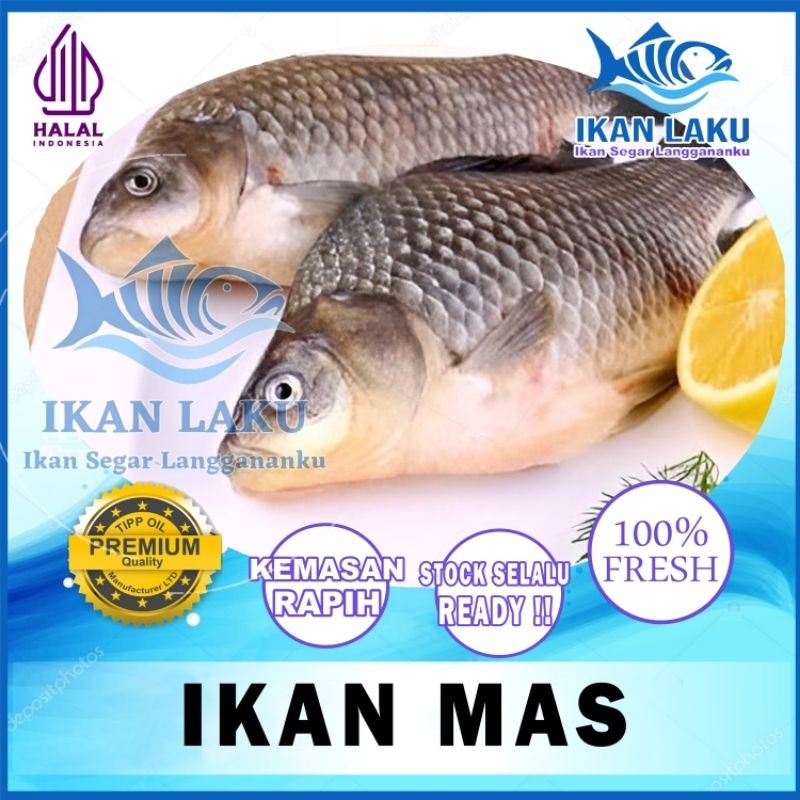 

IKAN MAS PREMIUM FRESH TERMURAH BERGARANSI IKAN LAKU IKAN SEGAR IKAN BEKU