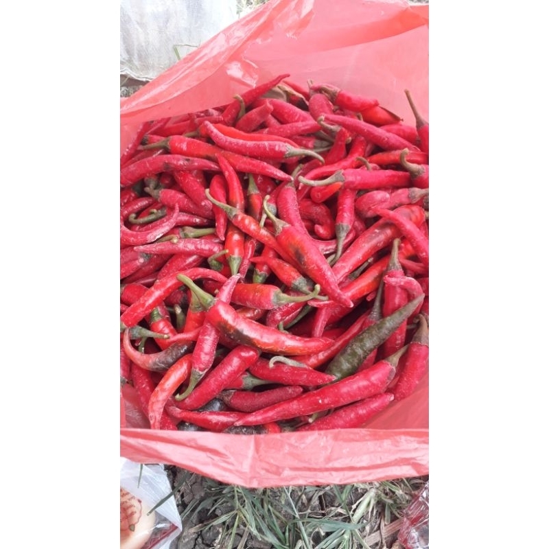 

Cabe Merah Besar