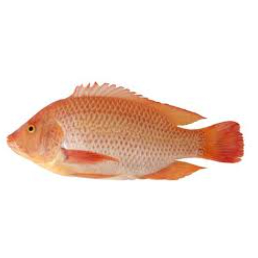 

Ikan Nila Merah 500 Gram Fresh Segar