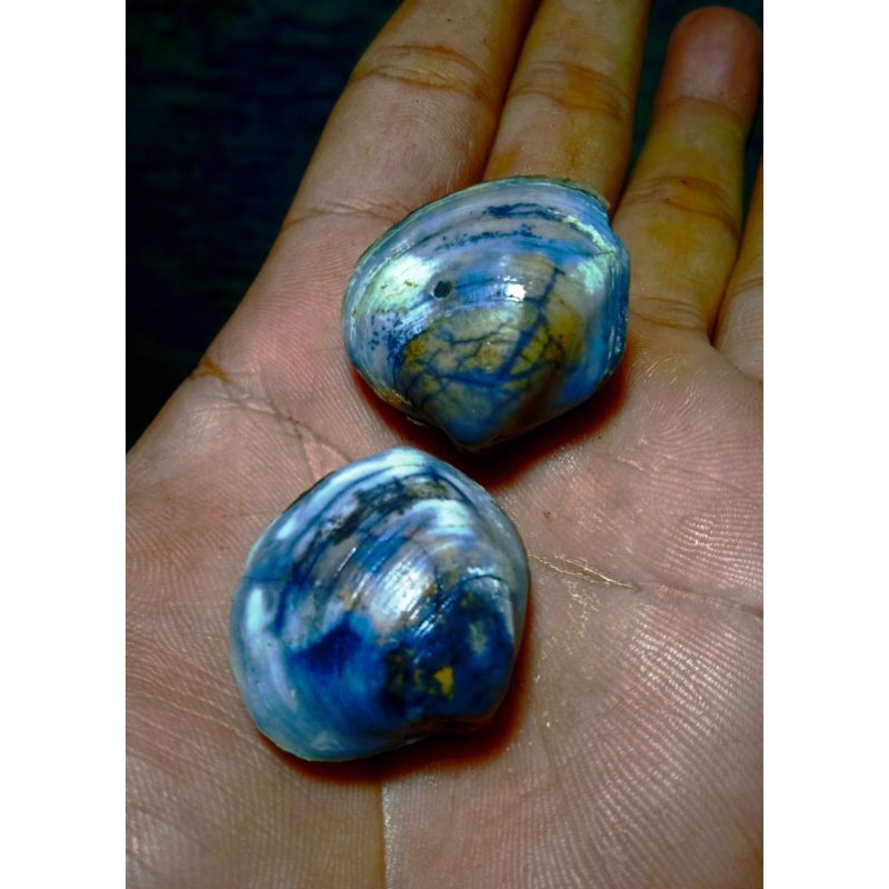 batu fosil