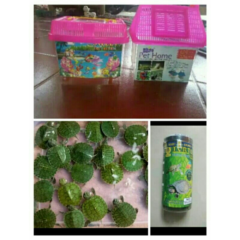 Hiasan aquarium / kura kura brazil paket lengkap