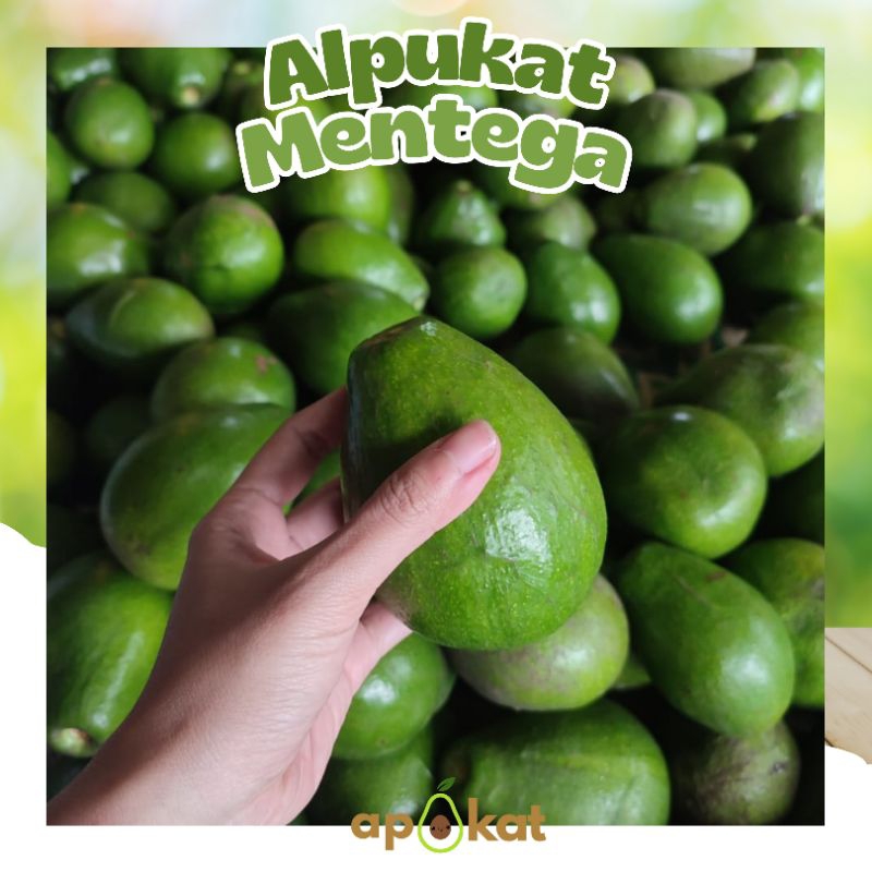 

STOCK HABIS - ALPUKAT MENTEGA MURAH 1KG ISI 5-6 BUAH