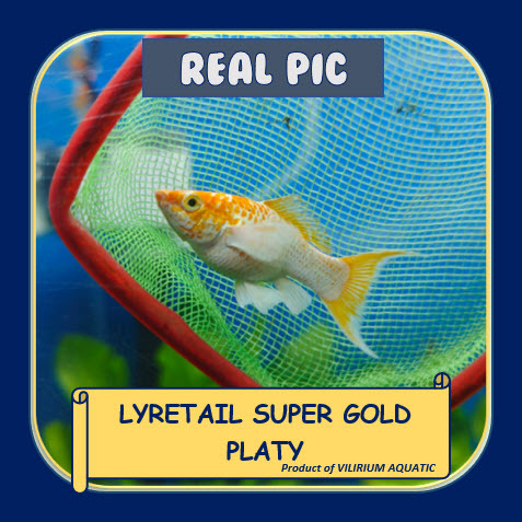 IKAN HIAS AIR TAWAR - PLATY SUPER GOLD EKOR CAWANG / PLATY SUPER GOLD EKOR SABIT / LYRETAIL SUPER GO