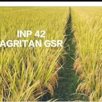 BERKUALITAS TINGGI Benih padi inpari 42 AGRITAN GSR 2kilo