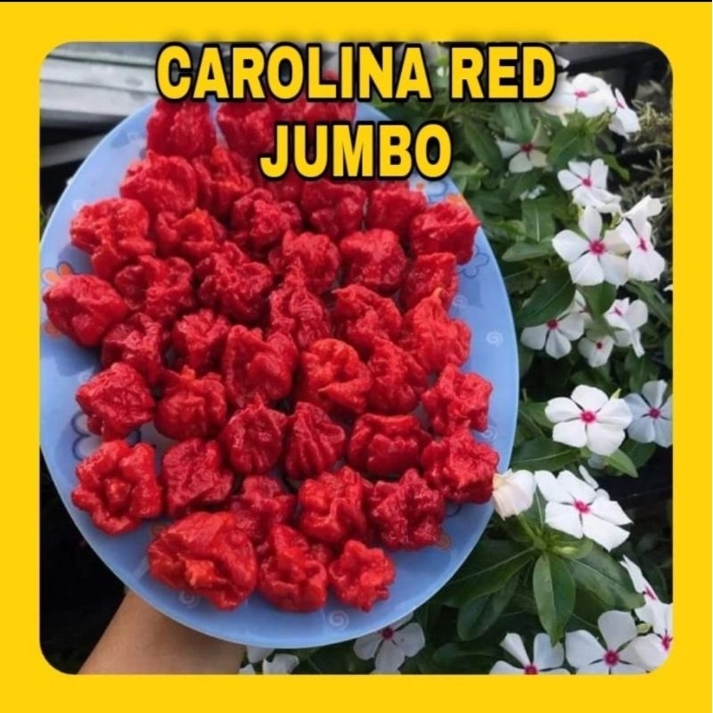 

Cabai Carolina Reaper JUMBO