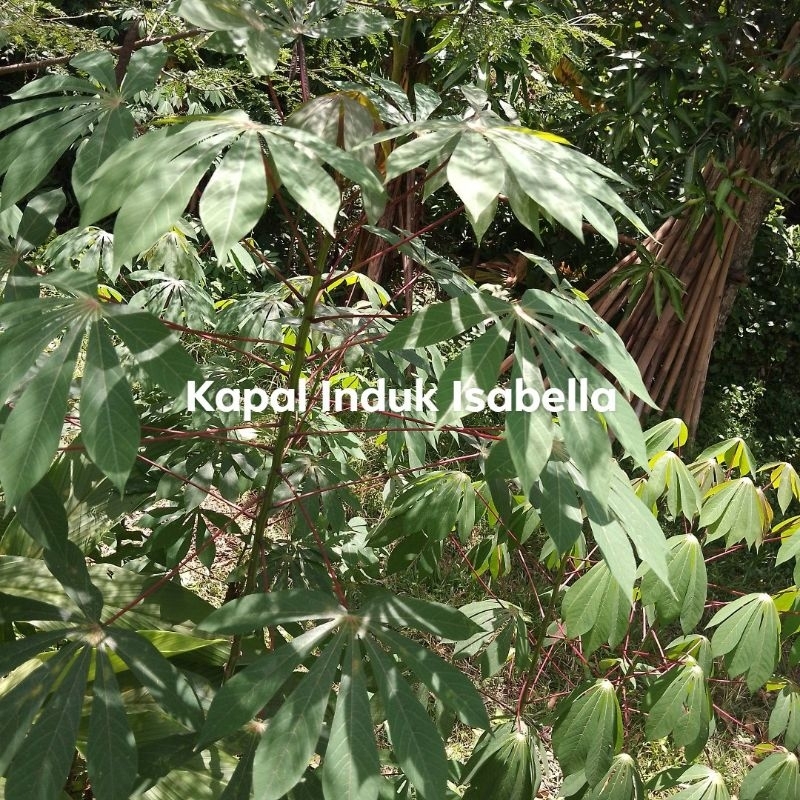 

Daun singkong muda segar satu ikat