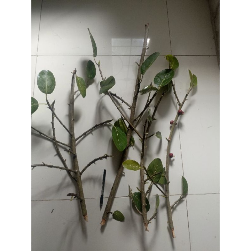 ficus audrey bahan stek 50cm