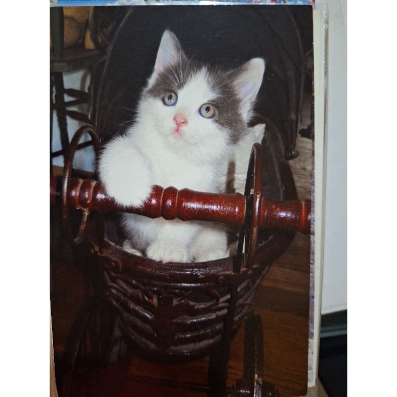 

kartu pos kucing/cat Postcard