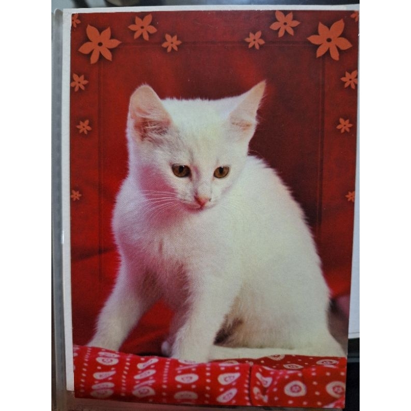 

kartu pos kucing/cat Postcard