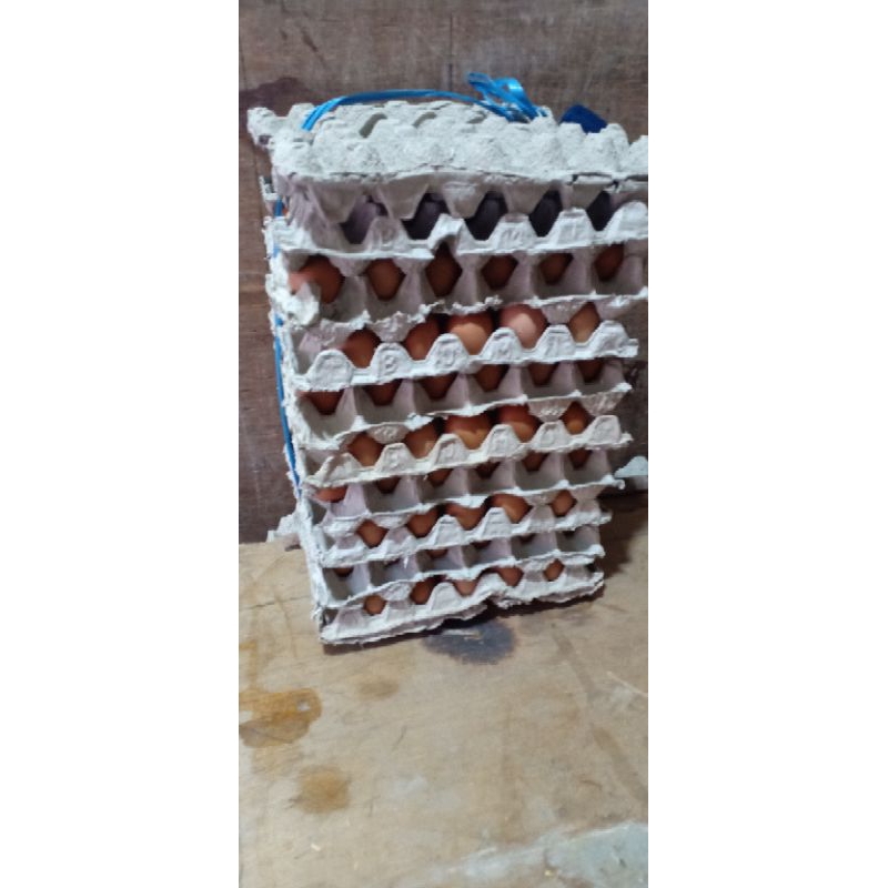 

Telor ayam Negeri 15 kg