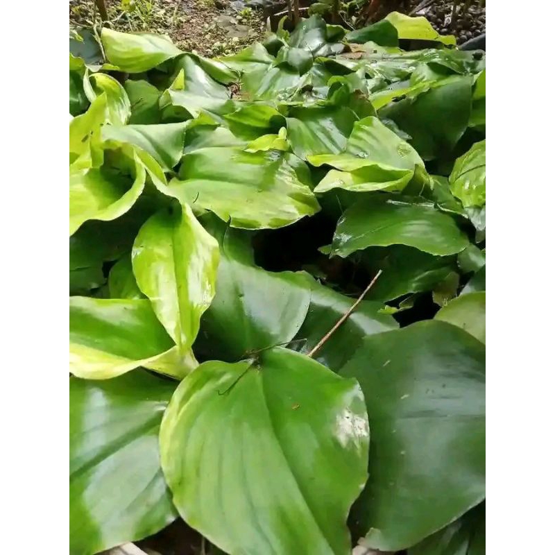 

Daun kencur masih fresh banyak manfaatnya bagi kesehatan 200 gram daun kencur