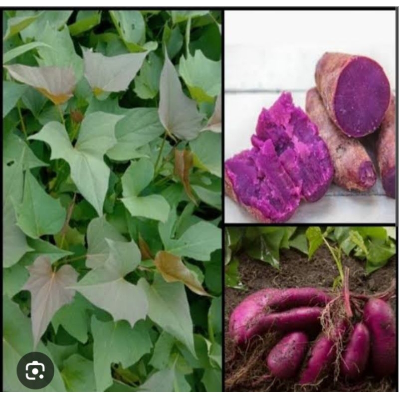 Jual Stek Bibit Ubi Jalar 1 ikat isi 10 pcs batang ubi jalar