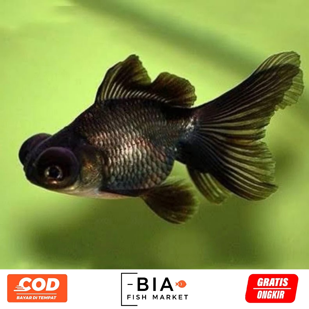 Ikan Hias Koki Buldog Isi 5 Ekor
