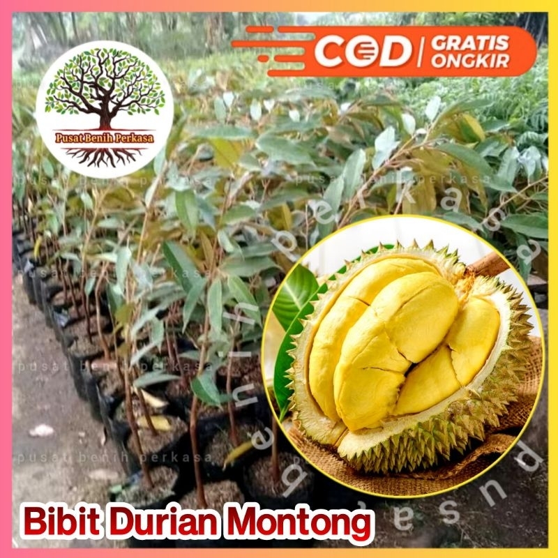 Bibit Durian Montong Genjah Asli