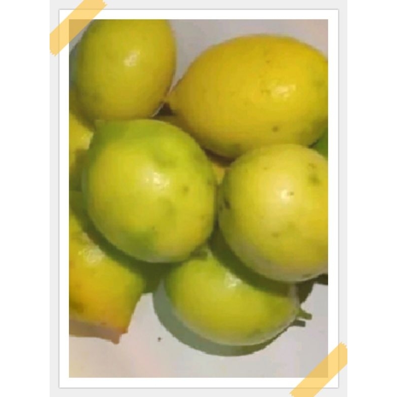 

jeruk lemon rokal garut