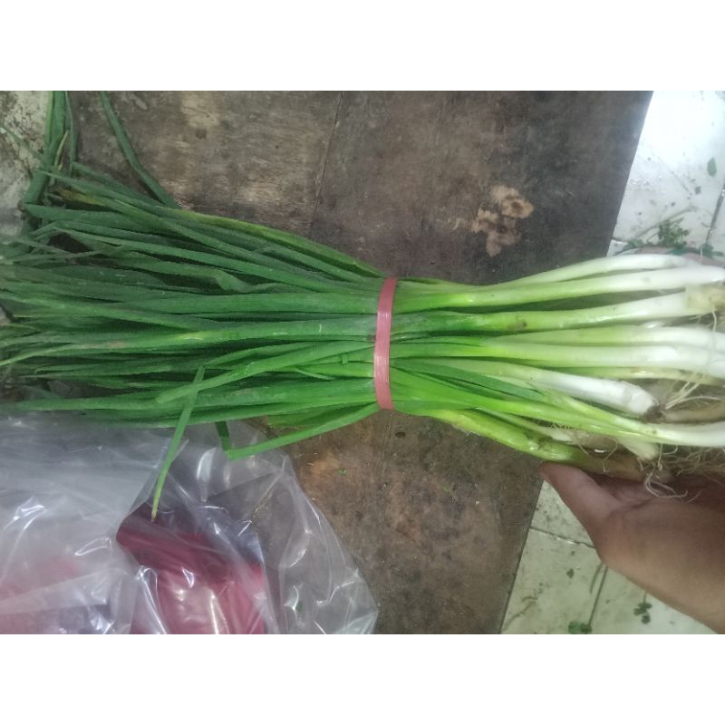 

daun bawang kecil2 per 1 ikat/250grm
