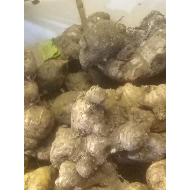 

jahe merah super 250grm