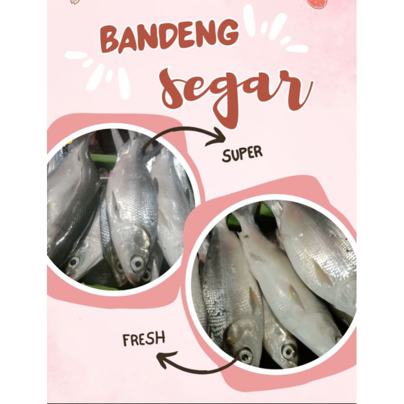 

Bandeng Utuh Super Fresh 1000g (BUKAN FROZEN)