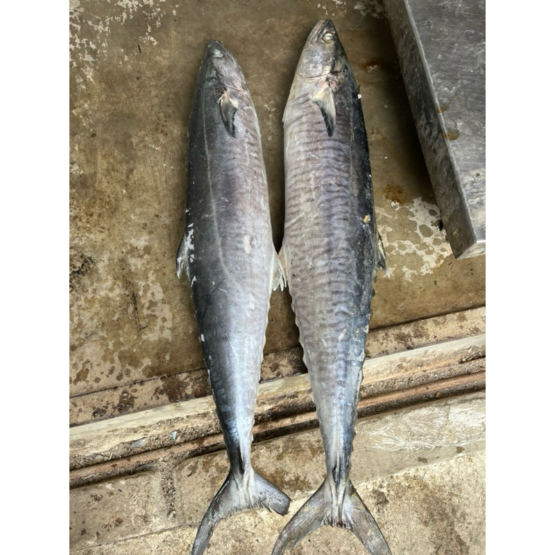 

Ikan tenggiri segar/ikan tenggiri ekspor/ikan tenggiri 1kg/ikan tenggiri pancing