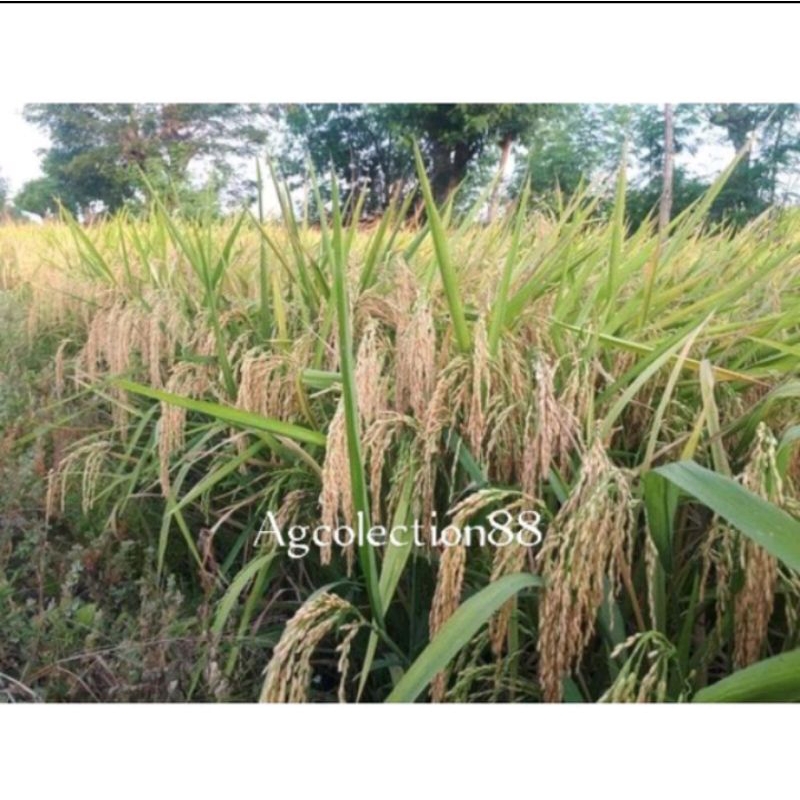 benih padi IPB 3s berkualitas (1kg)