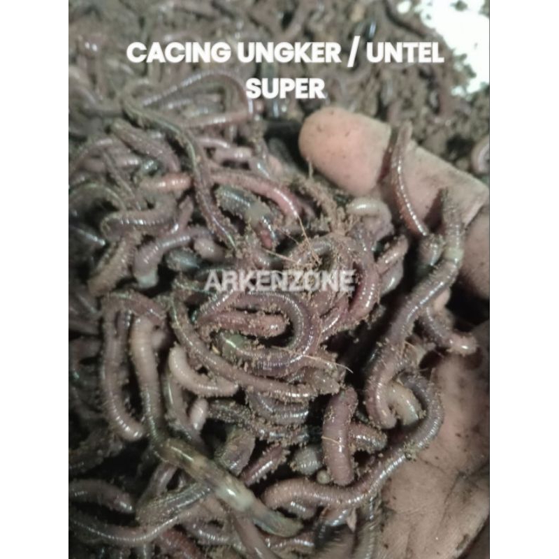 1kg 3kg cacing ungker untel kebo kalung segar umpan pancing