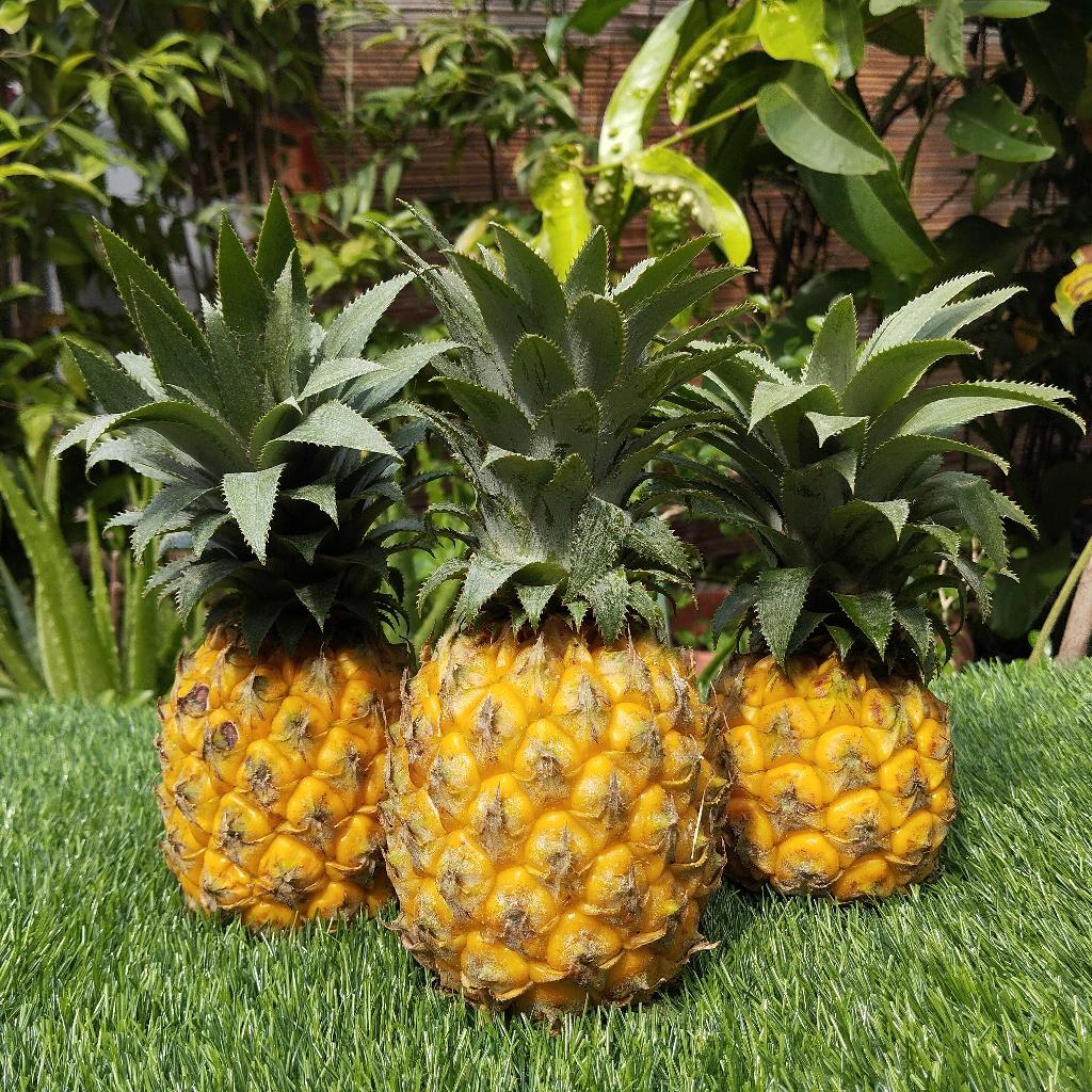 

Nanas Madu Asli Belik Pemalang I Langsung dari Petani