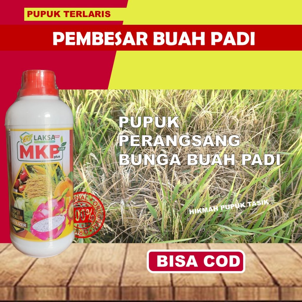 Obat Perangsang Padi - Obat Penyubur Padi MKP LAKSA Pupuk Pelebat Padi Semprot Perangsang Padi Palin
