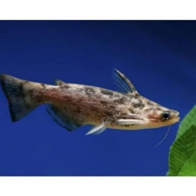 ikan hias : colombia catfish ( instant)