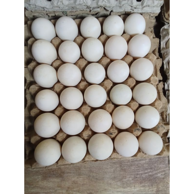 

Telur bebek peking untuk ditetaskan paket 10 butir