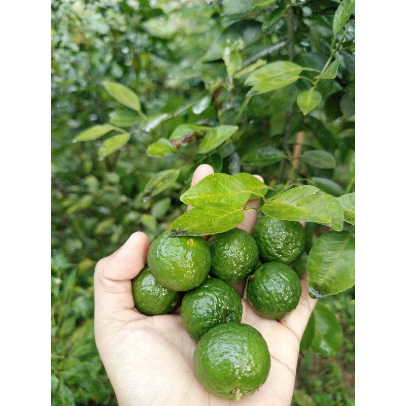 

JERUK LIMAU SUPER 1Kg (di petik ketika ada pemesanan)