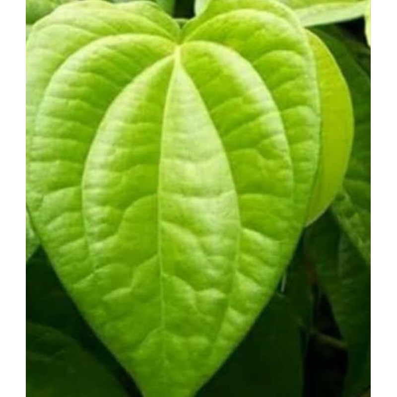 

Sirih Daun Fresh dari pohonnya TERMURAH 1500 untuk 10 lembar