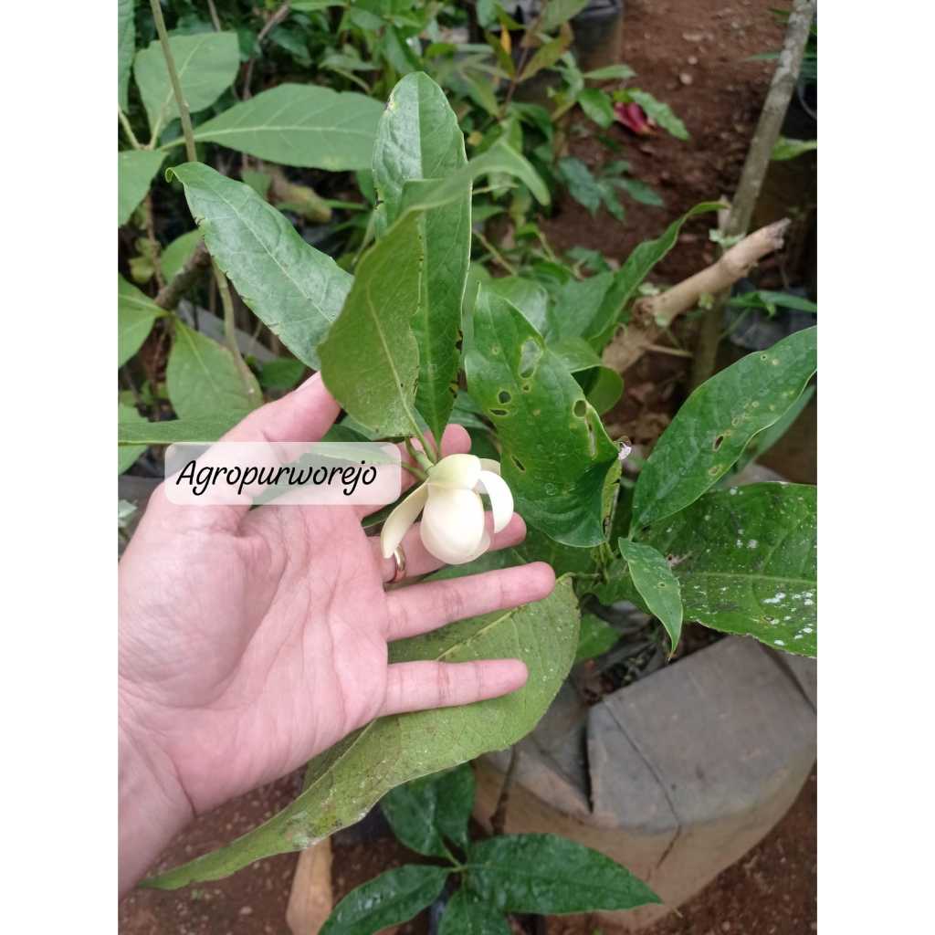 Bibit Tanaman cempaka Telur / Cempaka Gondok - Tanaman Hias
