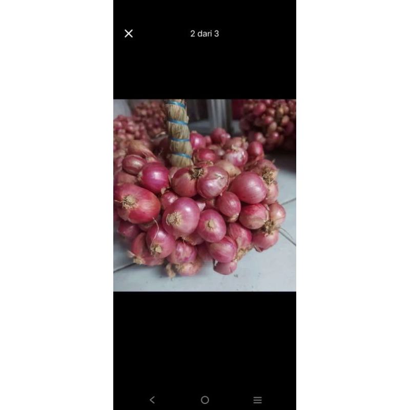 

UNTINGAN!!! BAWANG MERAH ORI PROBOLINGGO KUALITAS GRADE A 1KG 500GR