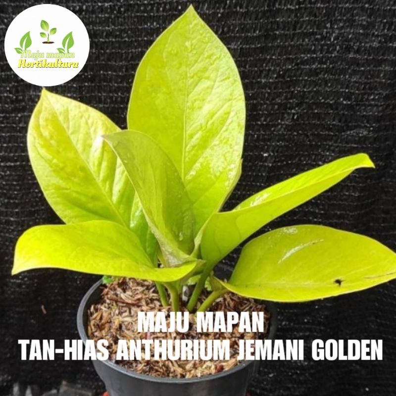 ANTHURIUM JEMANI GOLDEN