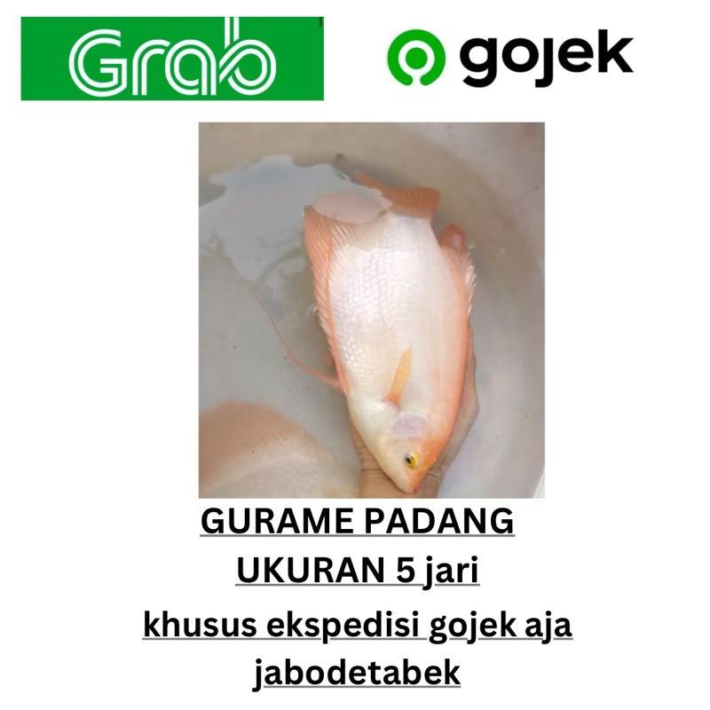 gurame padang kualitas super