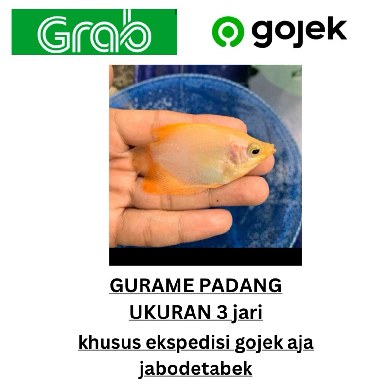 gurame padang kualitas super 3 jari