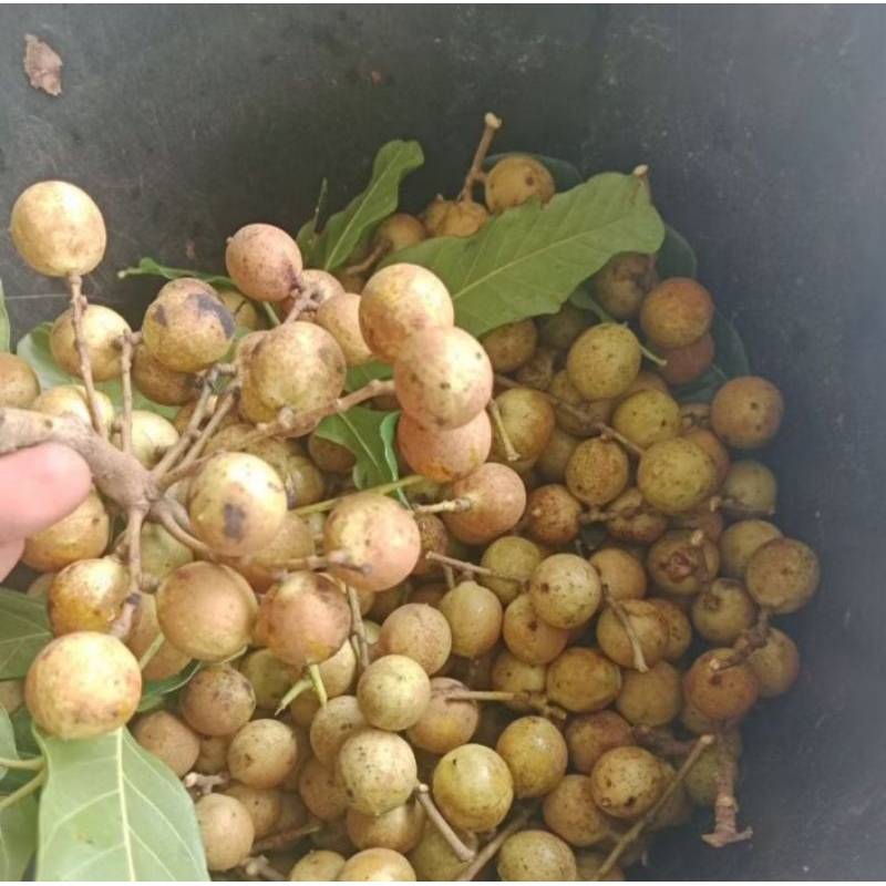 

kosambi madura manis