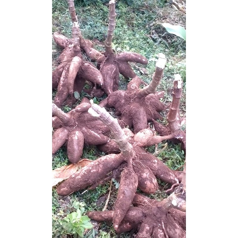 

Ketela pohon