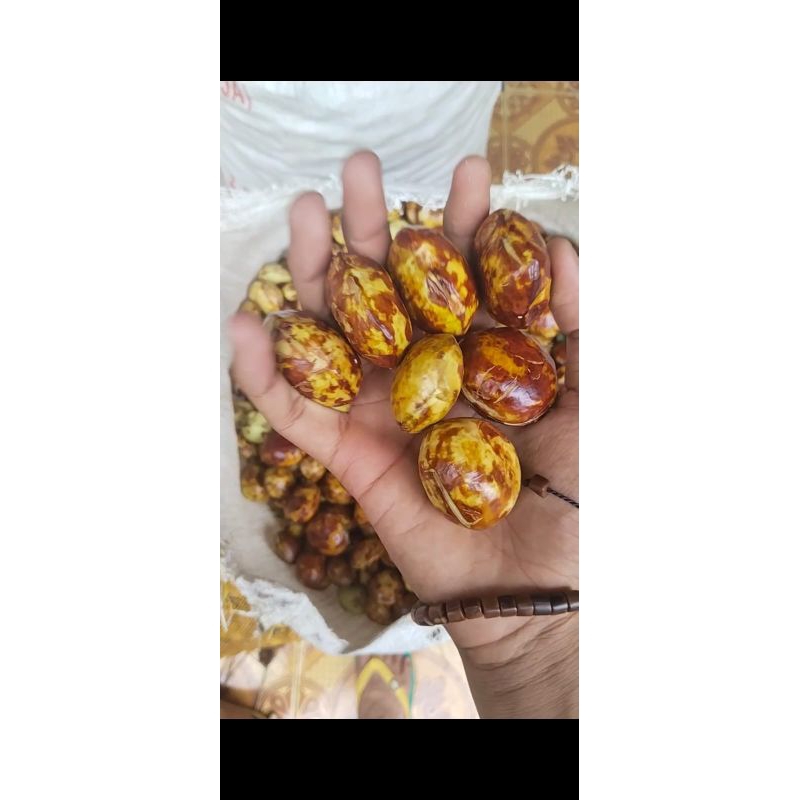 

JENGKOL TUA SUPER ABS 1KG MURAH MERIAH