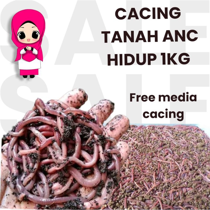 cacing tanah anc 1kg pakan ikan dll