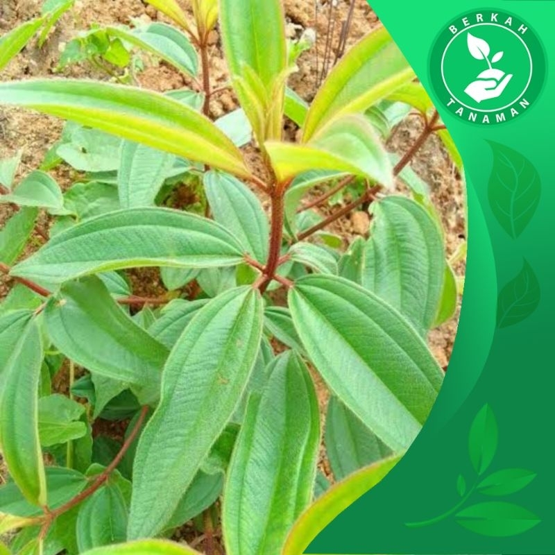 

Daun Senggani Senduduk 500gram