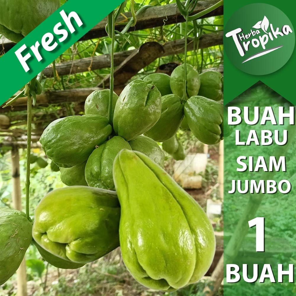 

Buah Labu Siam Jumbo Super Enak Fresh per butir toko herba tropika