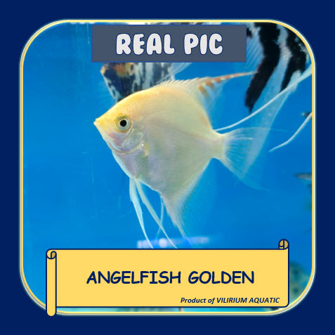 IKAN HIAS AIR TAWAR - ANGELFISH GOLDEN / MANFISH GOLDEN