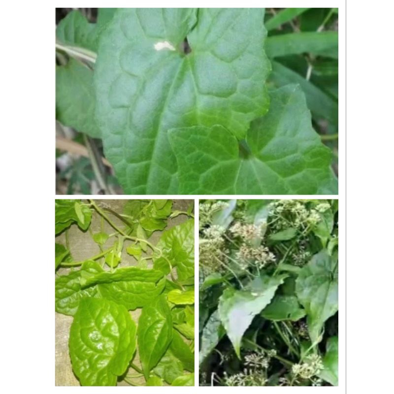 

daun sembung rambat segar berkualitas 1 kg