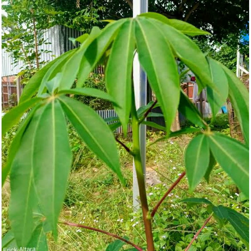 

daun randu/daun kapuk segar 20 lembar