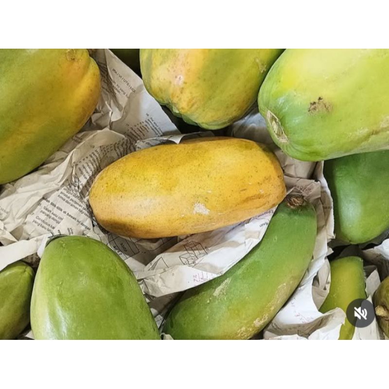 

Pepaya Madu Kalifornia