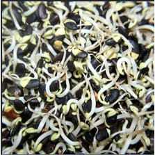 

Tauge Kacang Hitam / Toge Kacang Item 1kg